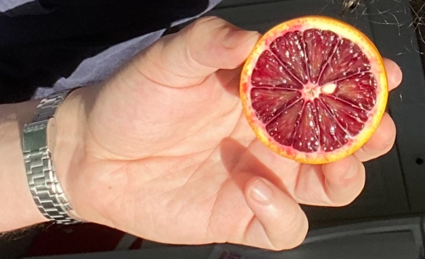 my hand holding a blood orange sliced in half.